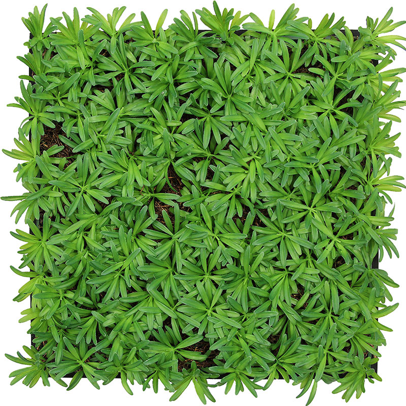 JANGAL Modular Wall Akustik Wandpaneel 520 x 520 x 50 mm Podocarpus Tea Tree Naturfaser Pflanzenwand